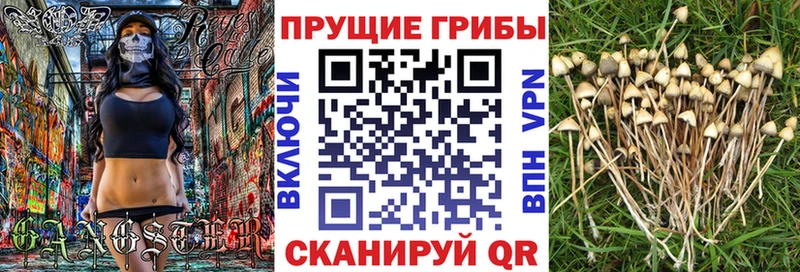 Галлюциногенные грибы мицелий  Купить  Цивильск 